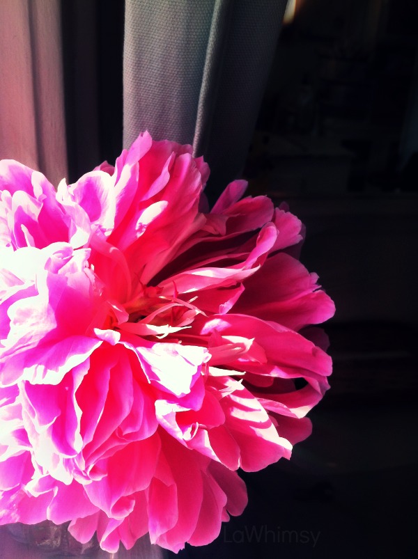 bright pink peony by lawhimsy