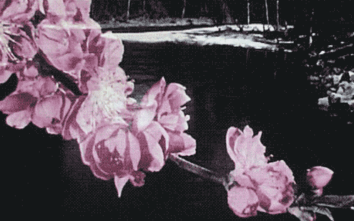 efflorescence blossoming flowers gif via lawhimsy