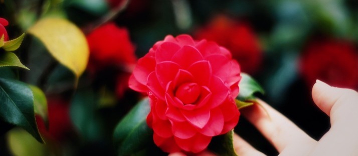 aesthete pleasures of a single rose via LaWhimsy
